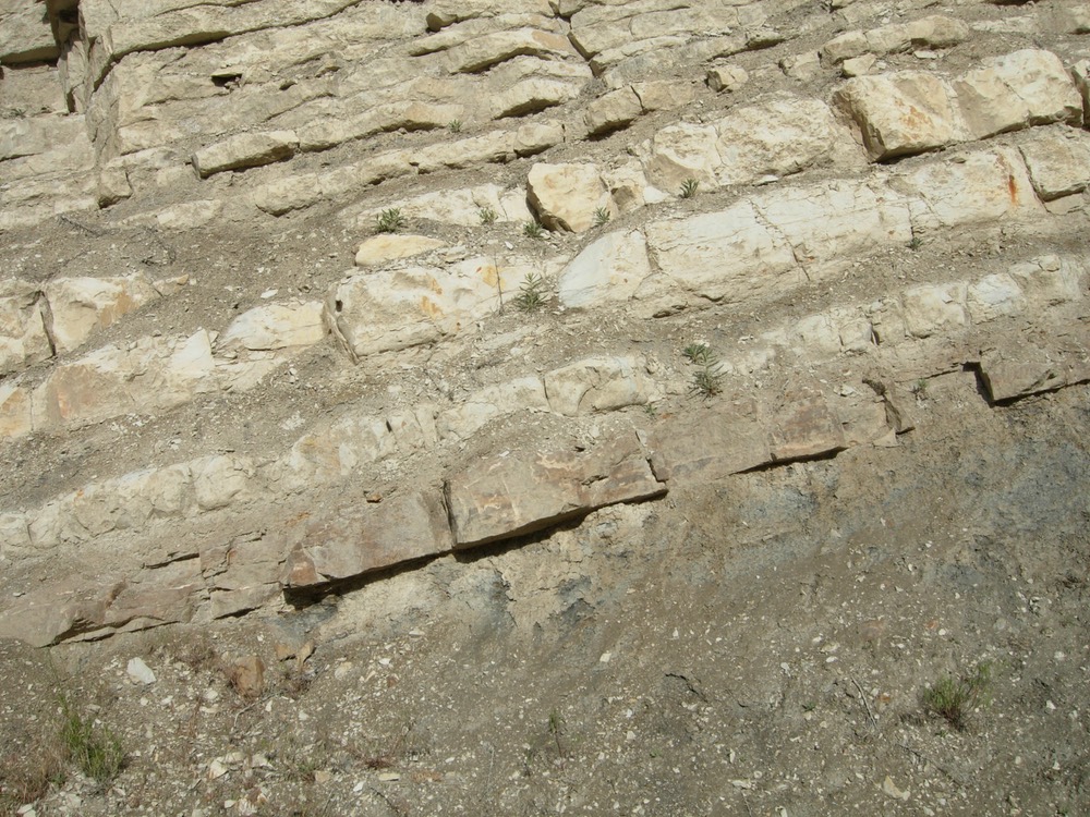 Surface of forced regression